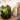 Heirloom Tomato Reed Diffuser
