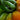 Heirloom Tomato Lifestyle