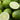 PERSIAN LIME