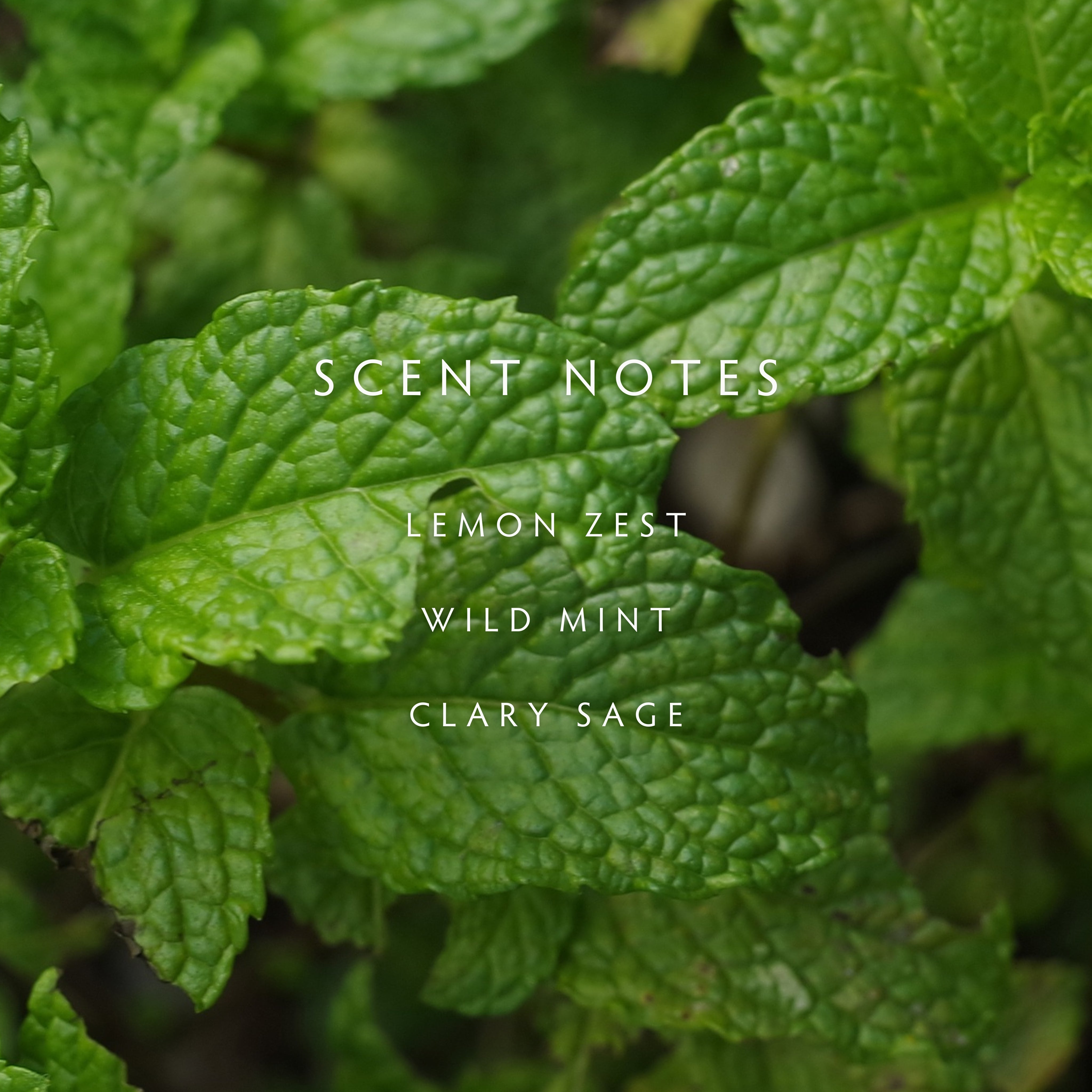 Crushed Mint Reed Diffuser Kit – LINNEA