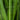CUCUMBER VINE