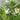 CUCUMBER VINE