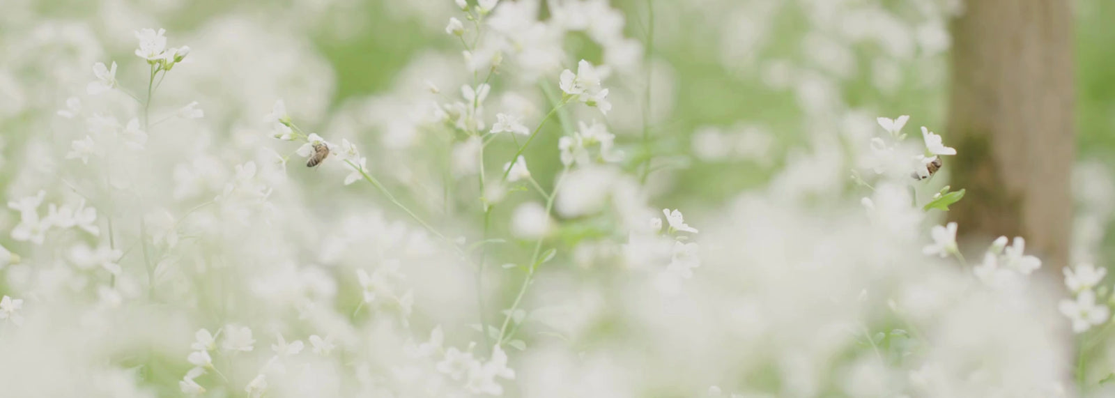 BEES POLLINATING ON FLOWERS