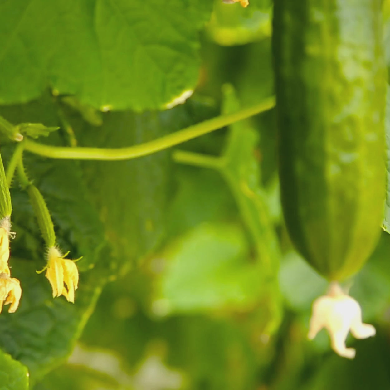 CUCUMBERS ON A VINE