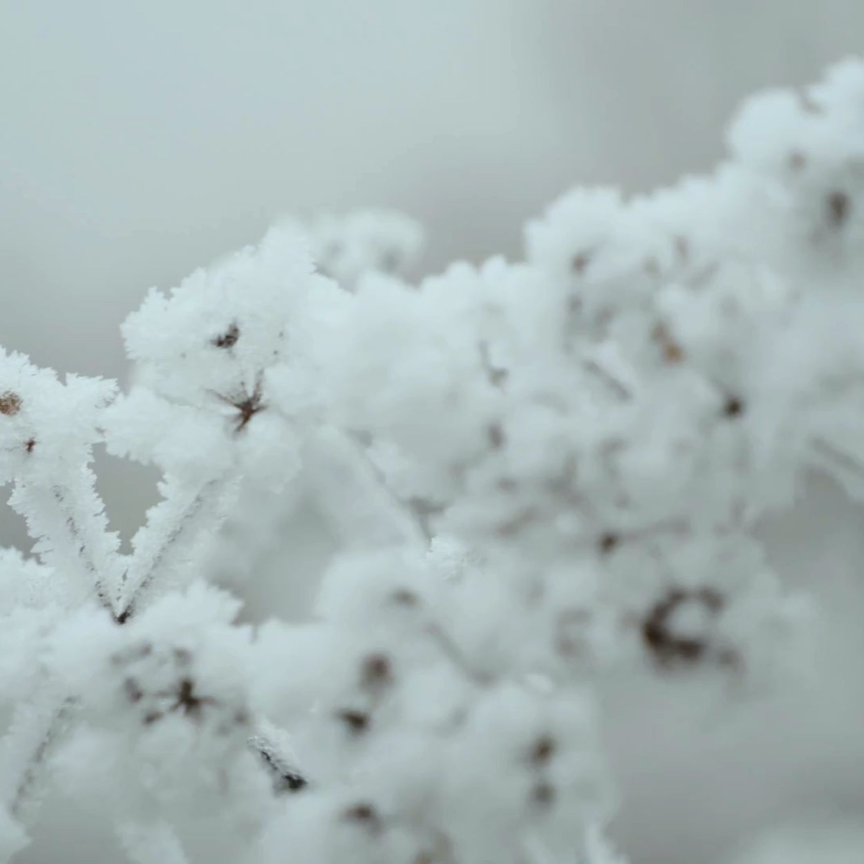 SNOWCAPPED BRANCHES