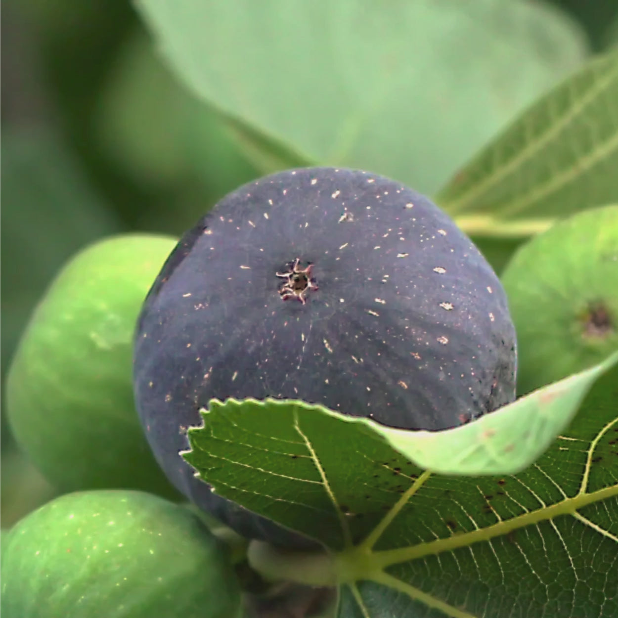 Fig Leaf with Figs