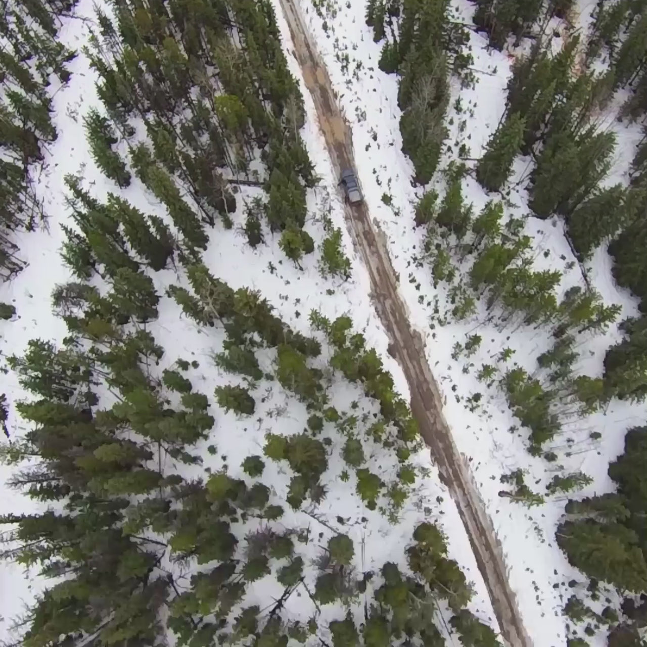 SNOWCAPPED FOREST